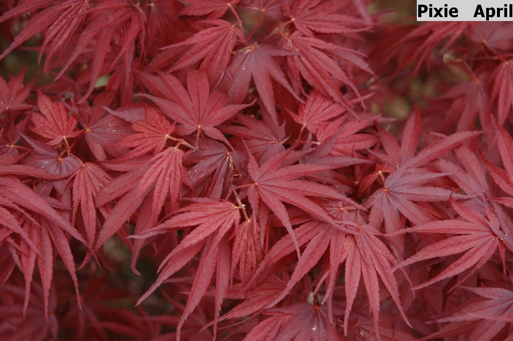 Acer palmatum 'Pixie'