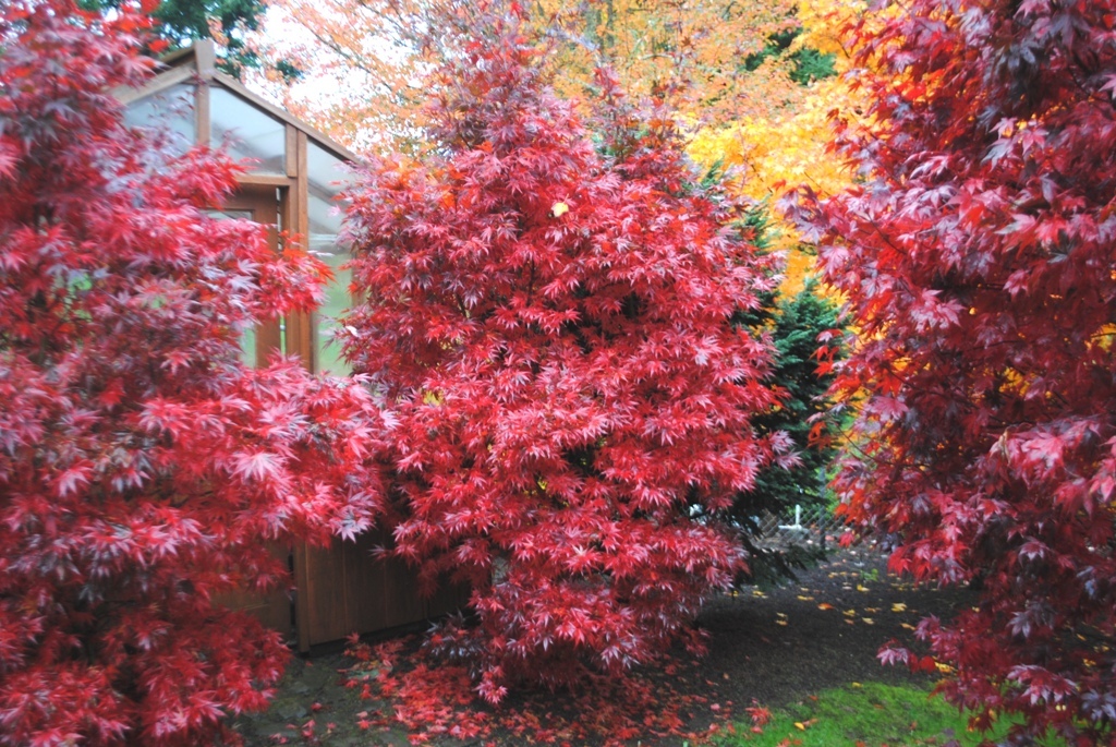 Acer palmatum 'Pixie'