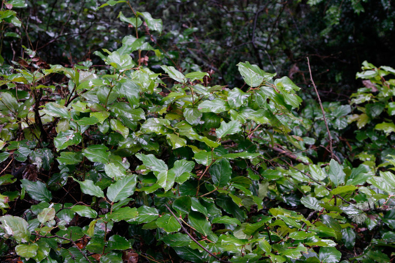 Gaultheria shallon