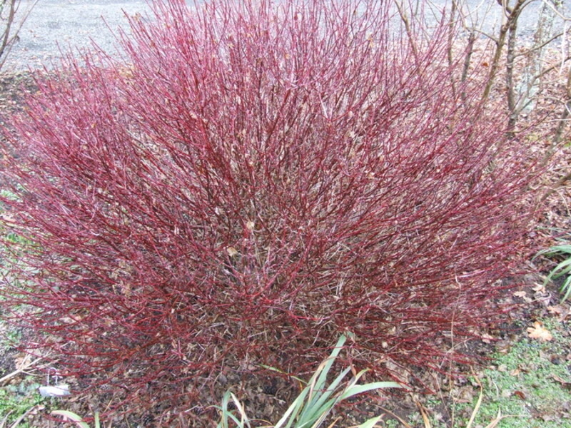 Acer circinatum 'Little Gem'