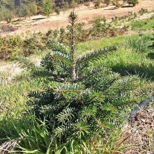 Abies nordmanniana