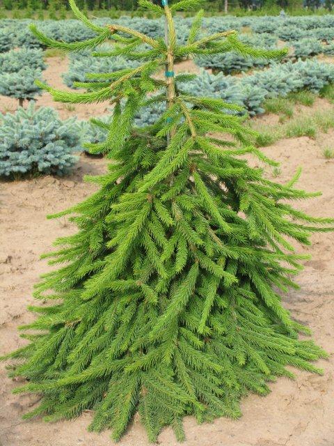 Picea abies 'Frohburg'
