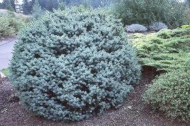 Picea sitchensis 'Papoose'