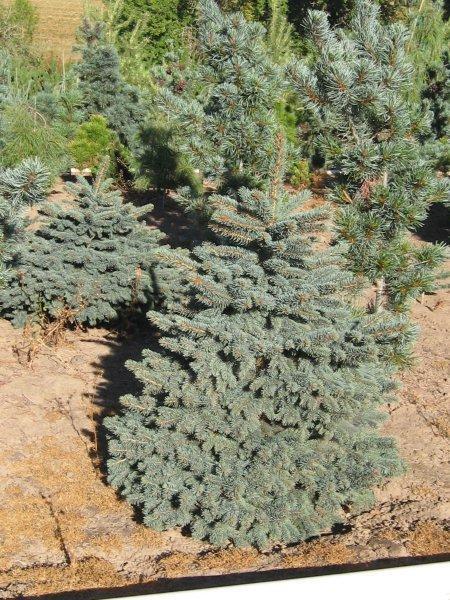 Picea pungens 'Waldbrunn'