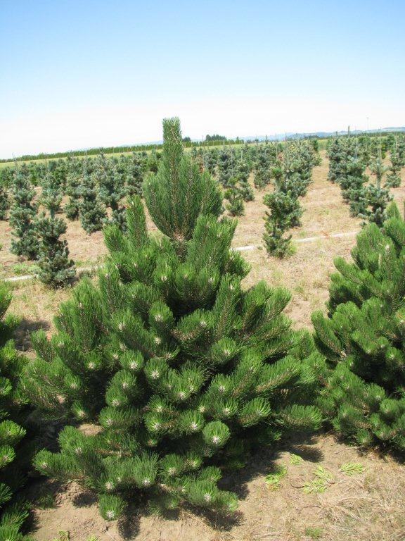 Pinus nigra 'Oregon Green'