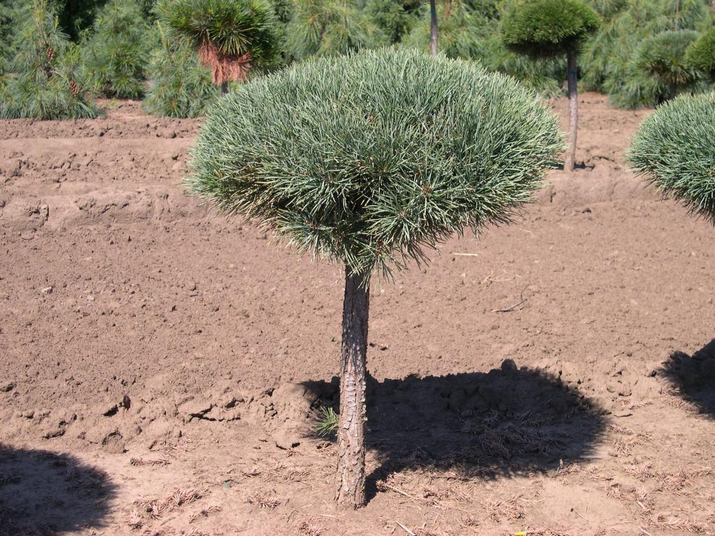 Pinus sylvestris 'Glauca Nana' Std.