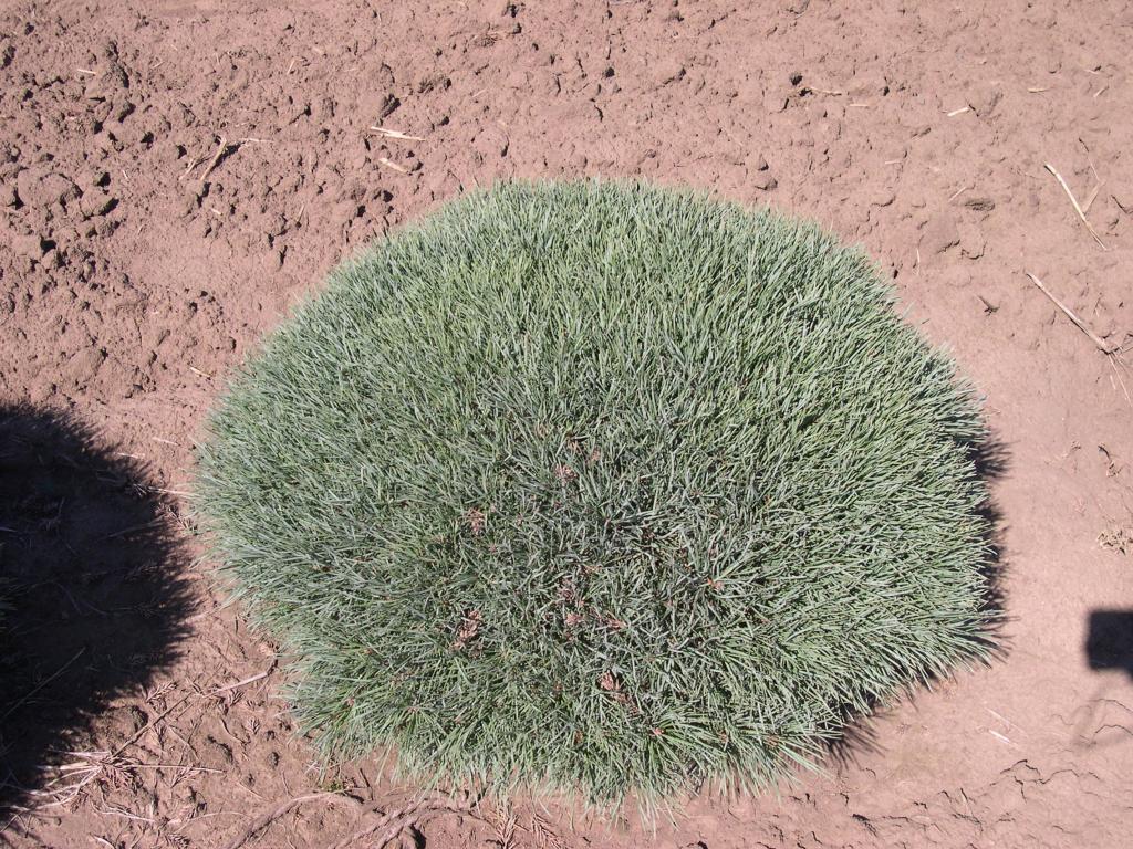 Pinus sylvestris 'Glauca Nana'
