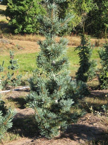 Pinus flexilis 'Cessarini Blue'