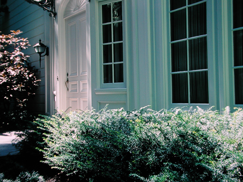 Taxus baccata 'Repandens'