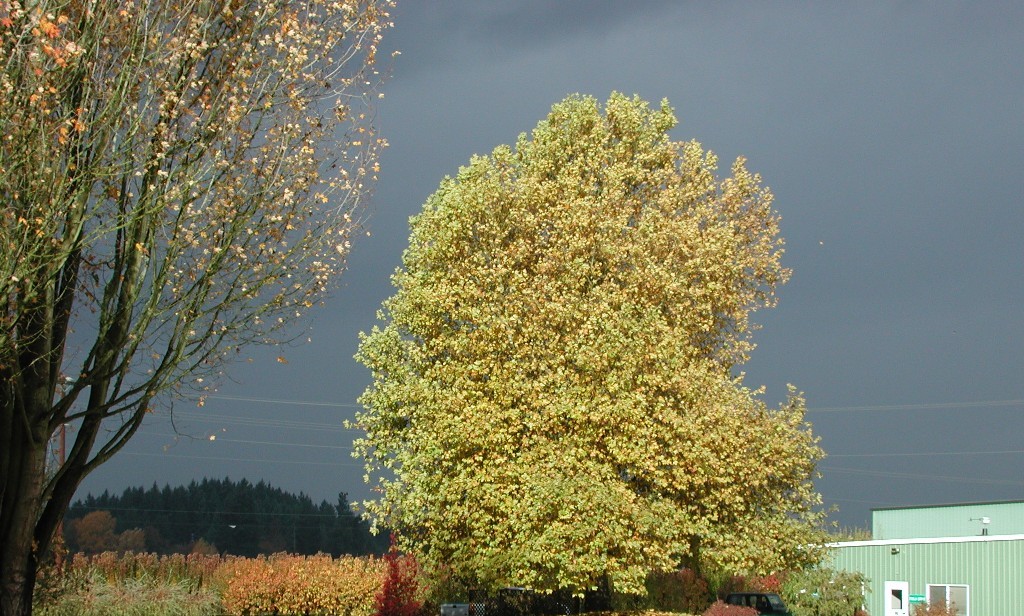 Platanus x acerifolia 'Bloodgood'