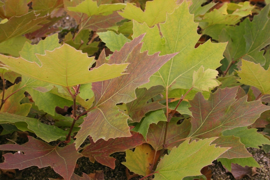 Platanus x acerifolia 'Morton Thornhill'