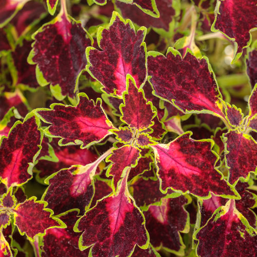 Coleus scutellarioides 'Baltazlord' (ColorBlaze® Cherry Drop Coleus)