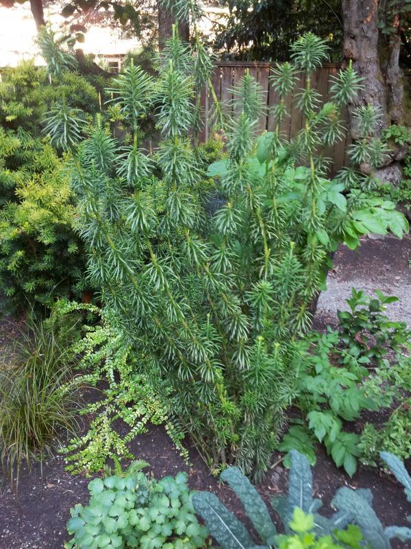Cephalotaxus harringtonia