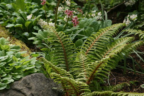 Polystichum polyblepharum