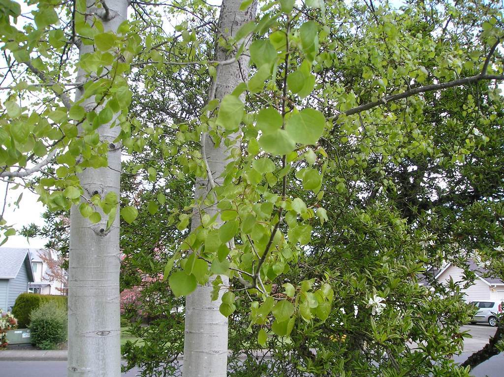 Populus tremuloides