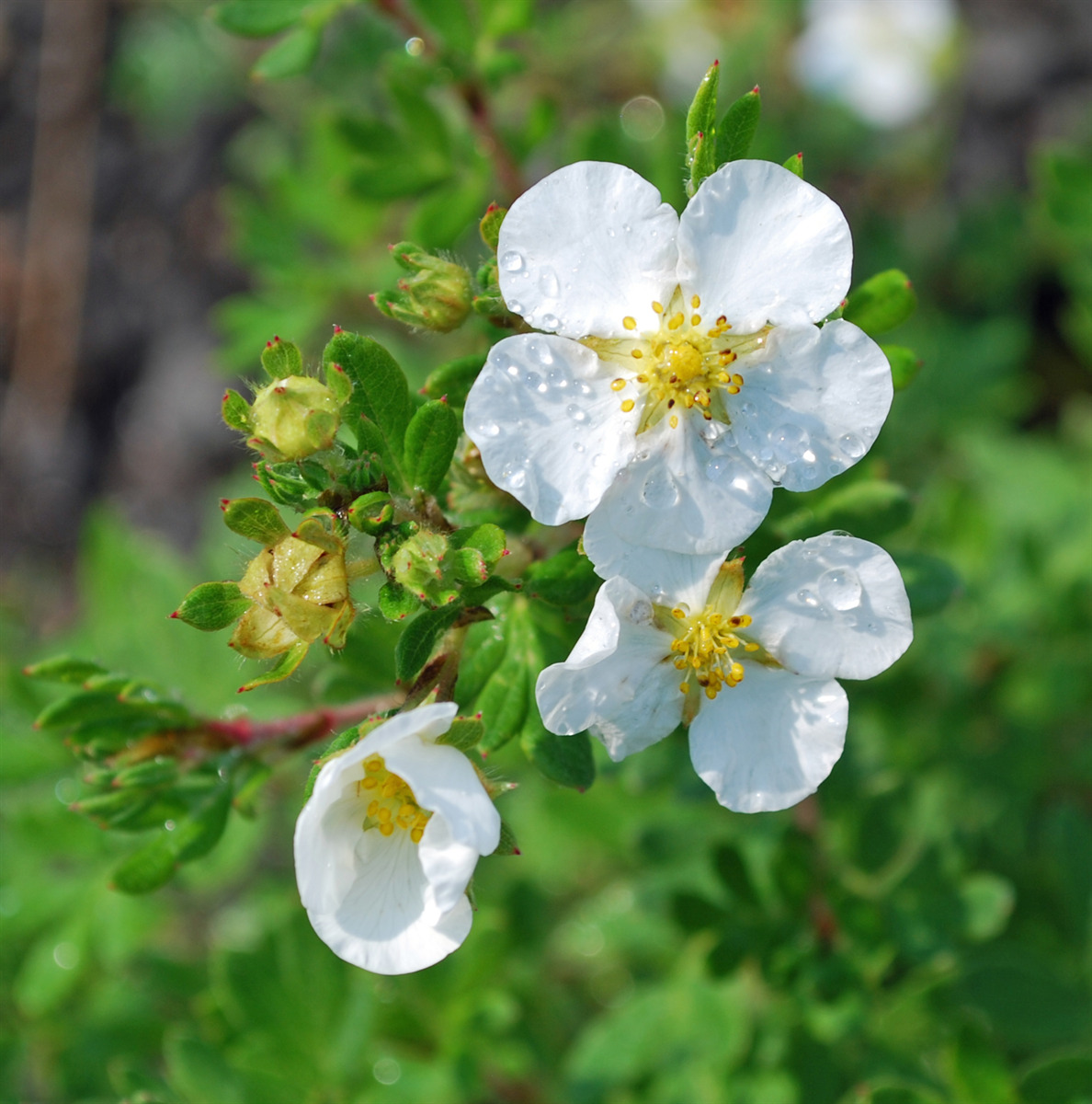 Potentilla fruticosa 'Abbottswood'
