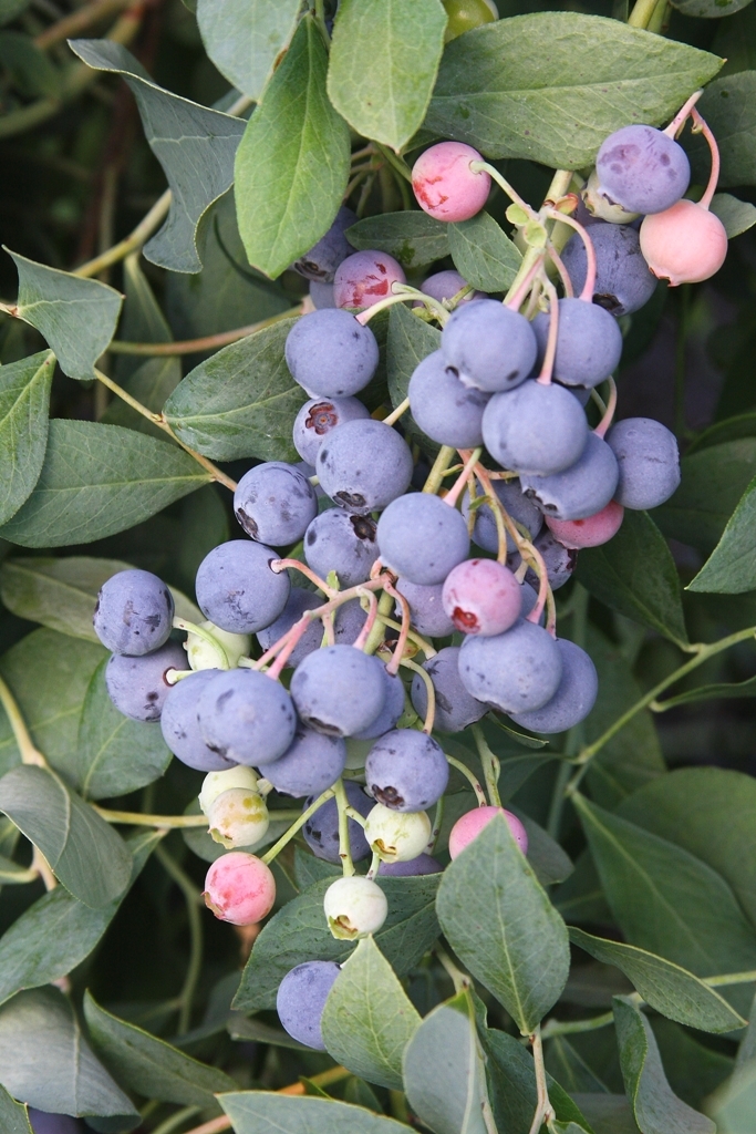 Vaccinium ashei Hybrids