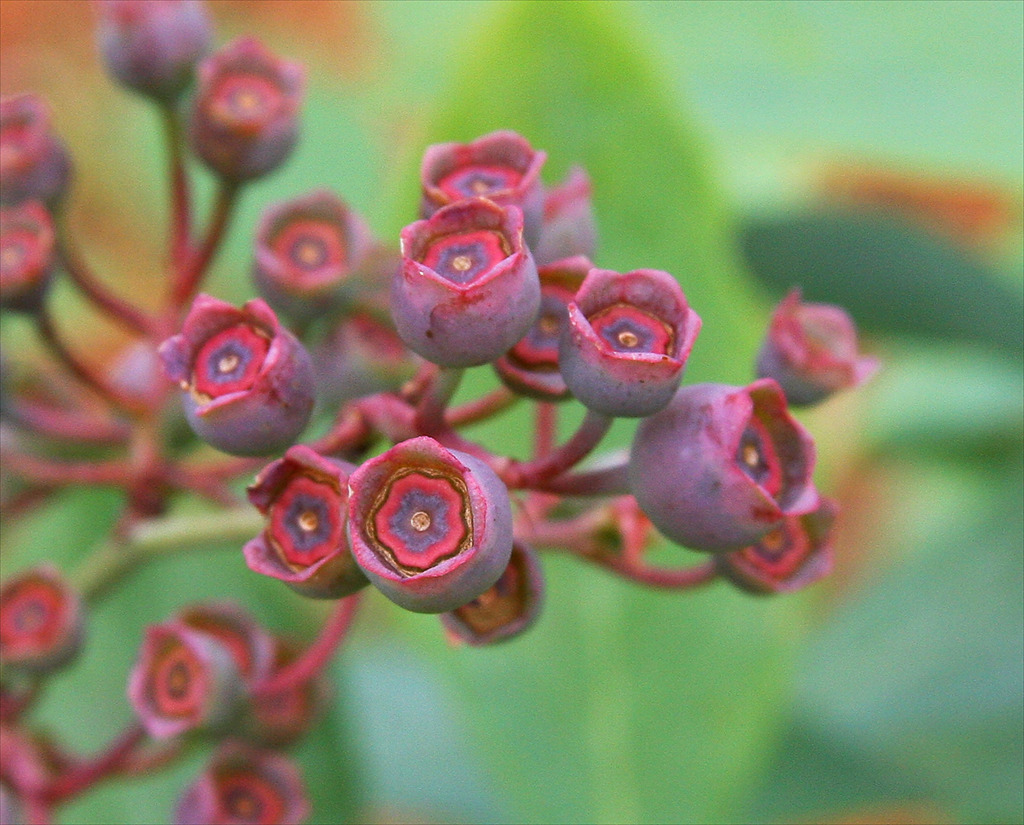 Vaccinium ashei Hybrids