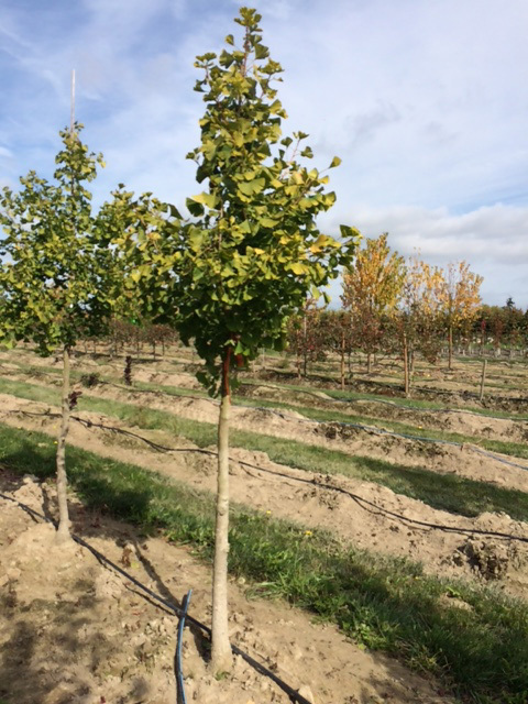 Ginkgo biloba 'PNI 2720'
