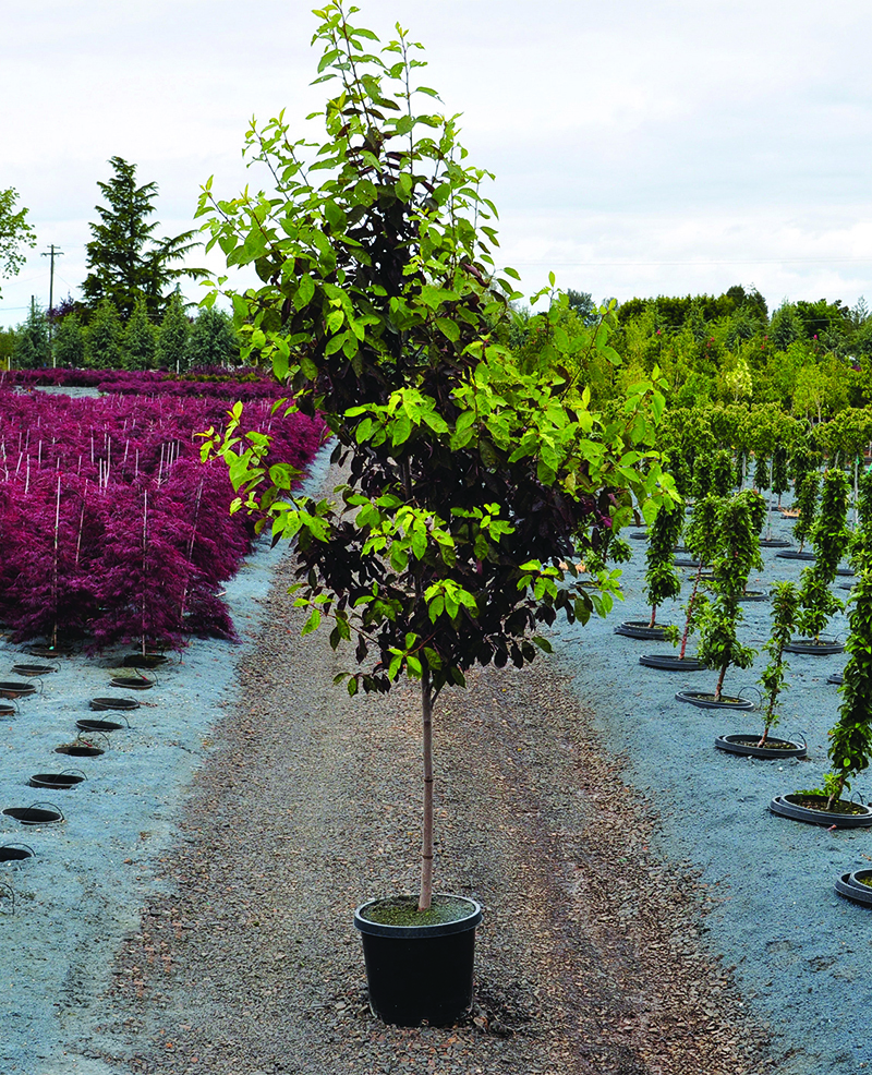 Prunus virginiana 'Schubert'