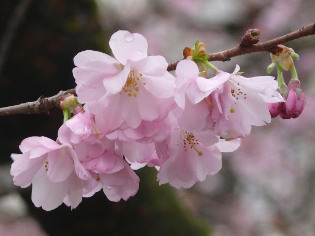 Prunus subhirtella 'Accolade'