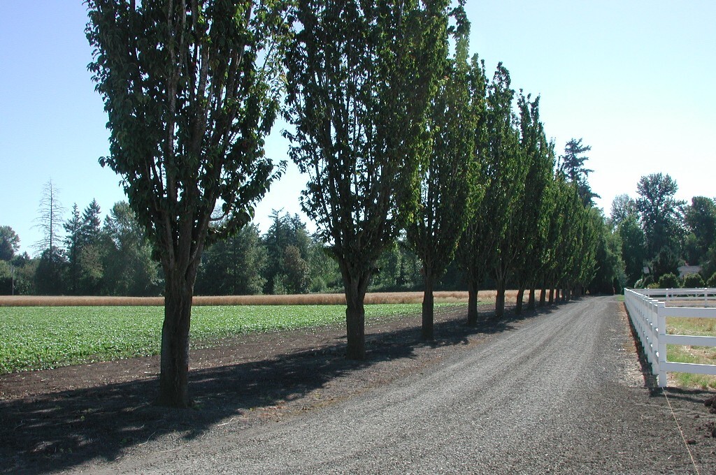Prunus sargentii 'Rancho'