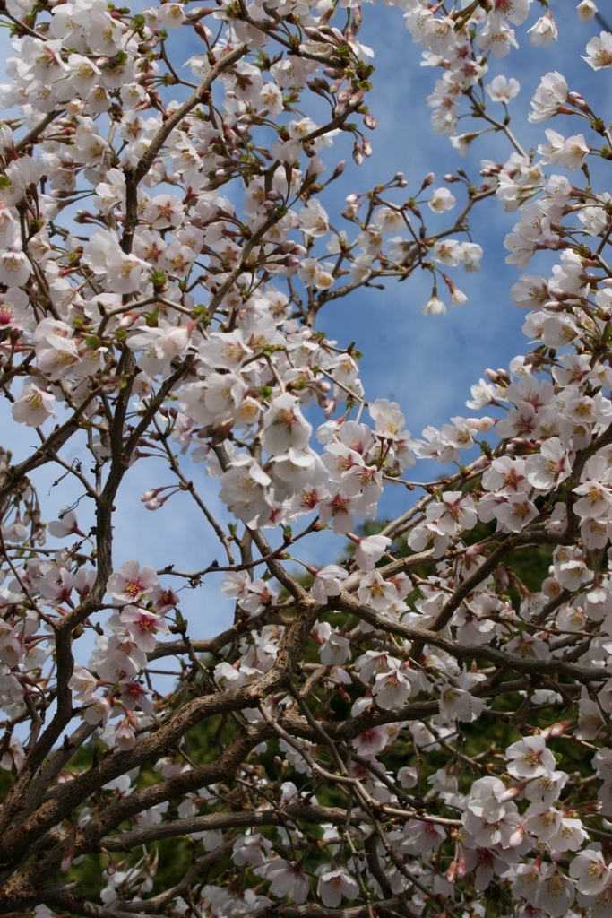 Prunus incisa 'CarltonLT'