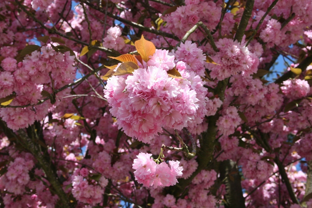 Prunus serrulata 'Kwanzan'