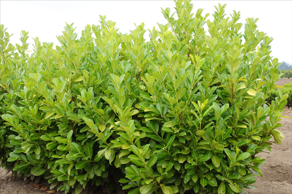 Prunus laurocerasus