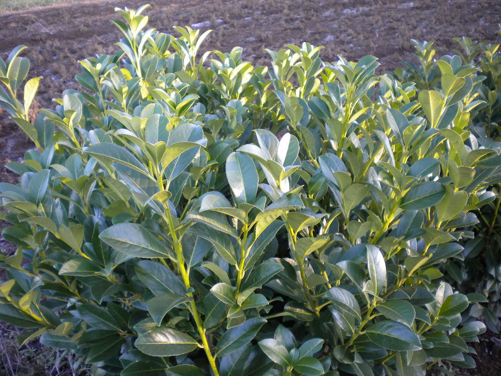 Prunus laurocerasus 'Nana'