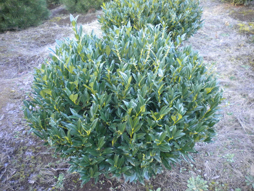 Prunus laurocerasus 'Otto Luyken'