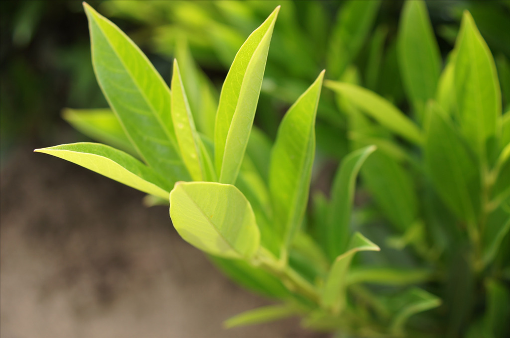 Prunus laurocerasus 'Otto Luyken'