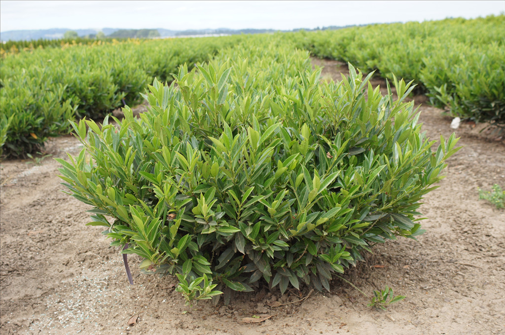 Prunus laurocerasus 'Otto Luyken'