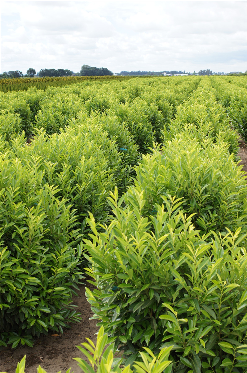 Prunus laurocerasus 'Schipkaensis'