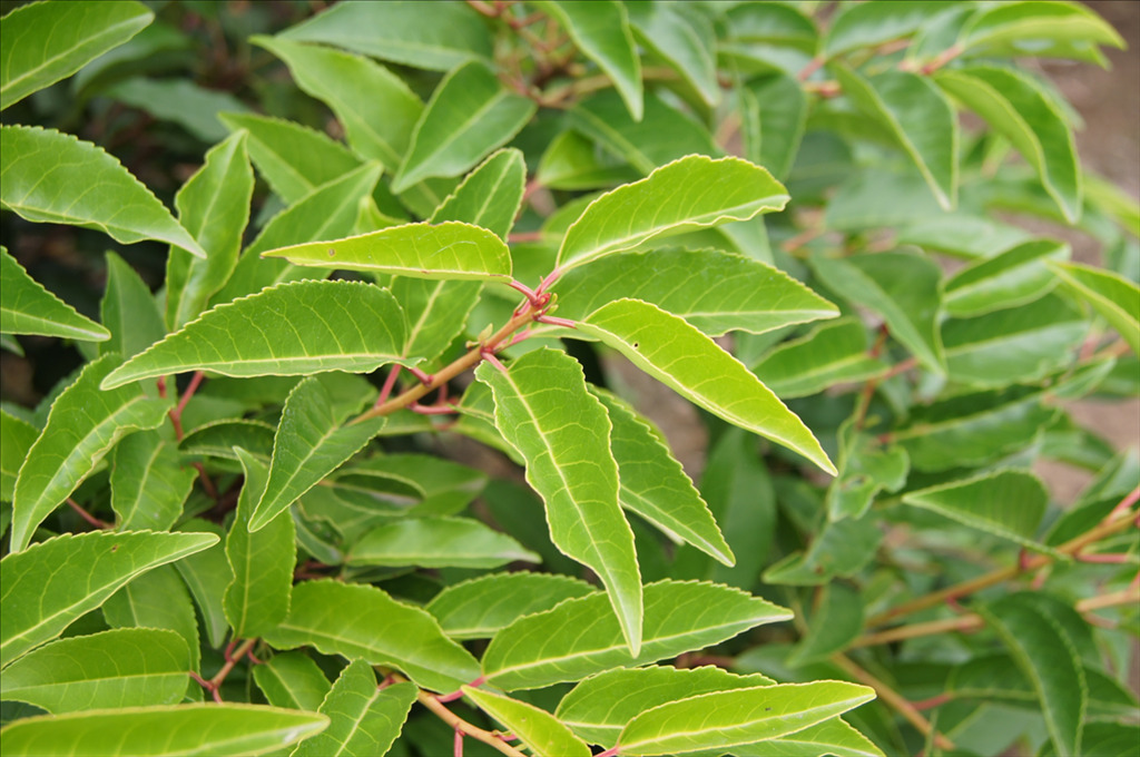 Prunus lusitanica