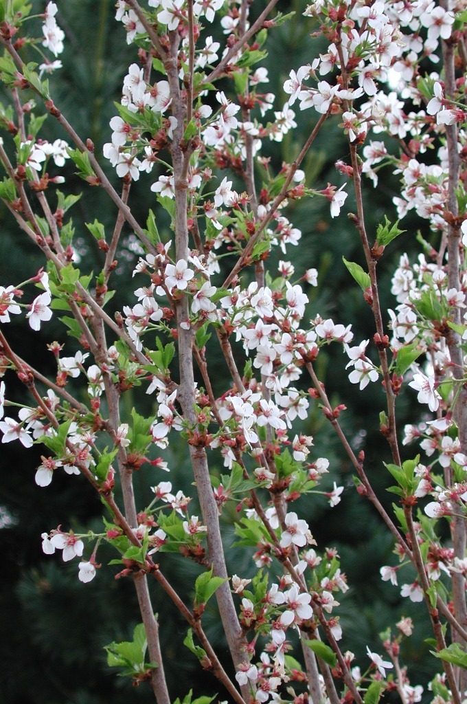 Prunus subhirtella 'Snow Goose'