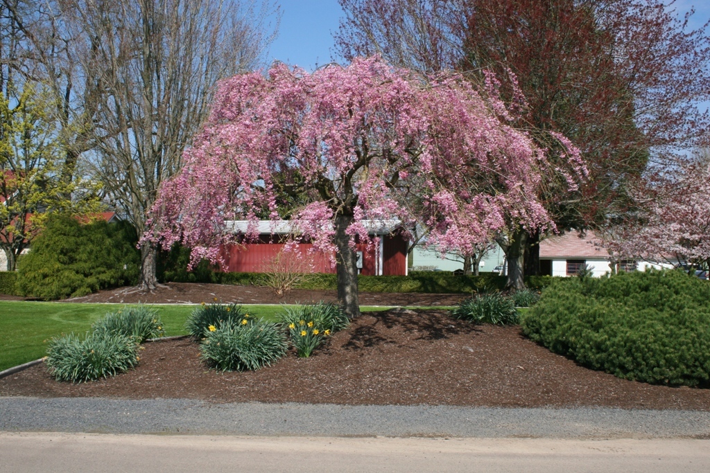 Prunus subhirtella