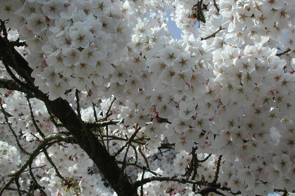 Prunus x yedoensis