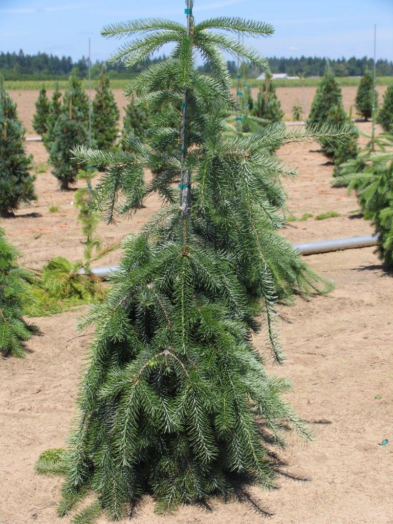 Pseudotsuga menziesii 'Graceful Grace'