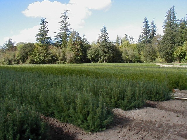 Pseudotsuga menziesii