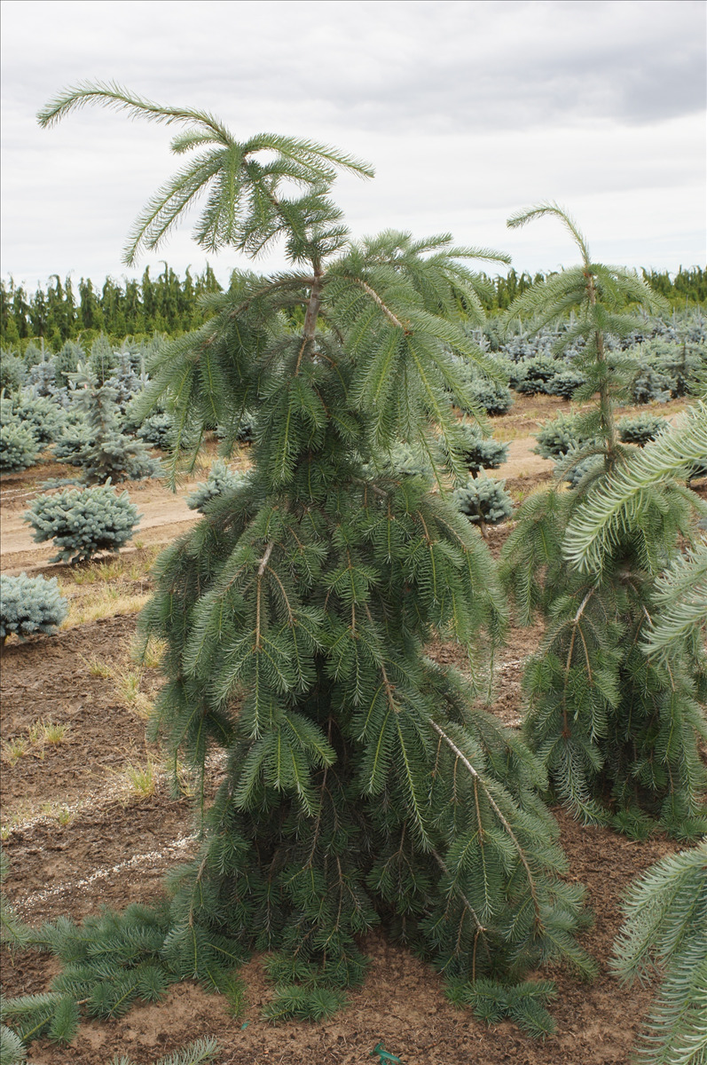 Pseudotsuga menziesii 'Graceful Grace'
