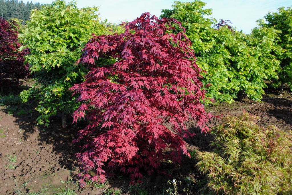Acer palmatum 'Purple Ghost'