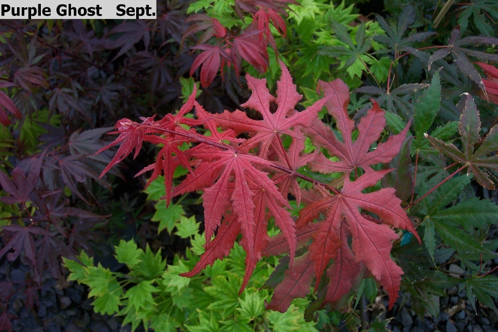 Acer palmatum 'Purple Ghost'