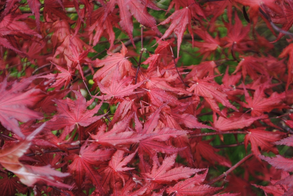 Acer palmatum 'Purple Ghost'