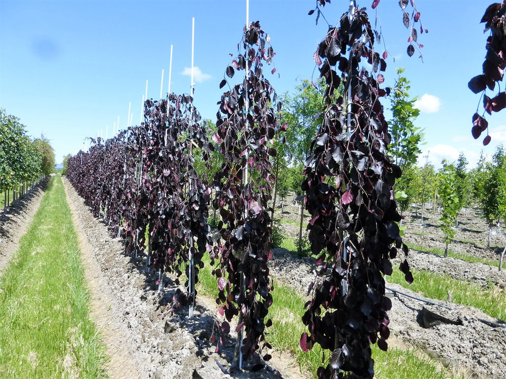 Fagus sylvatica 'Purple Fountain'