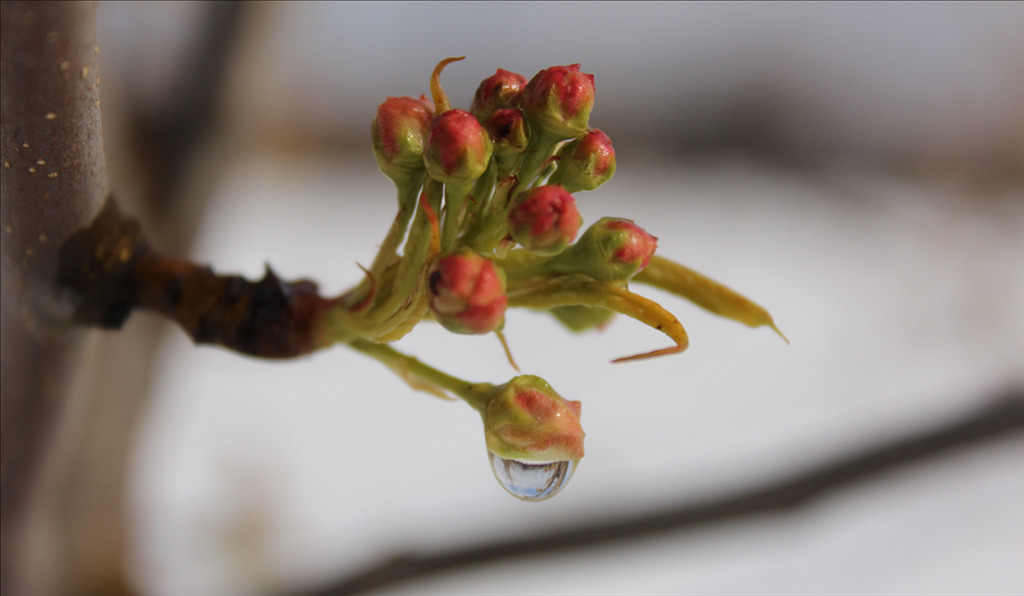 Pyrus calleryana 'Chanticleer'