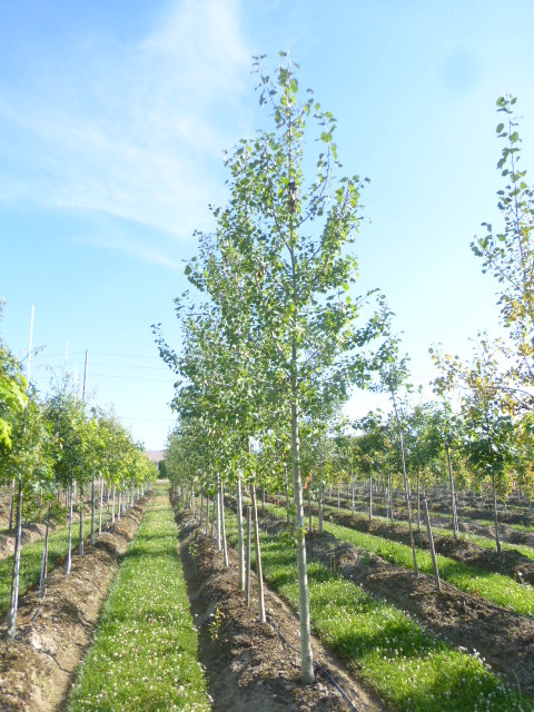 Populus tremuloides