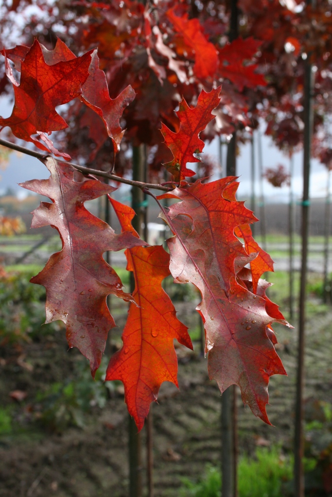 Quercus ellipsoidalis