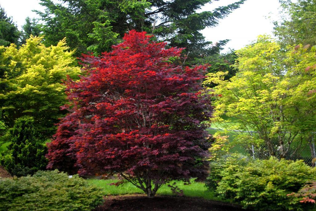 Acer palmatum 'Red Baron'
