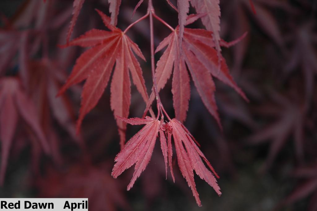 Acer shirasawanum 'Red Dawn'